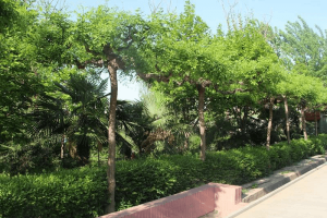 云鹤生态陵园景观图