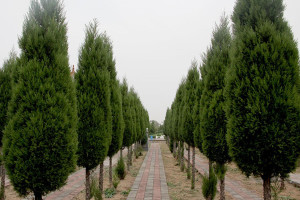 新密市白寨镇皇帝岭陵园墓区环境图