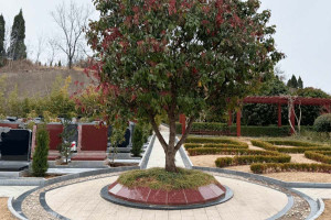 植树葬公墓为何受到民众认可
